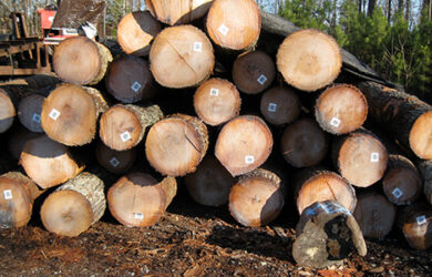 Red Oak Logs